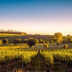 History Behind the Bordeaux Wines of France