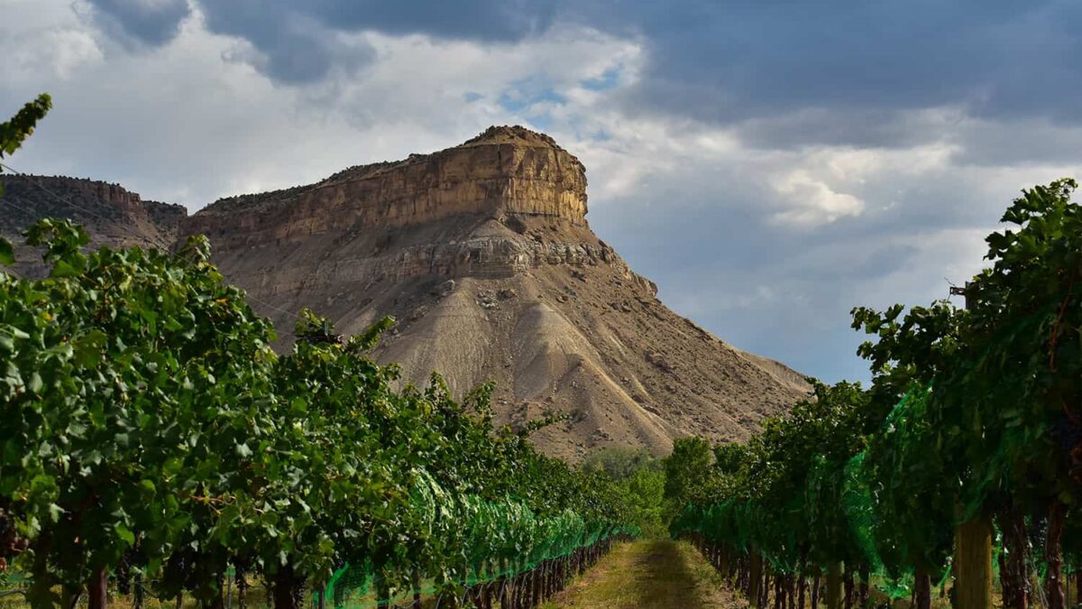 Major Grapes Found in Colorado Wine Country