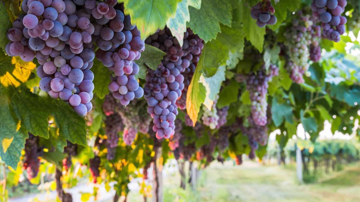 Napa Valley and its Main Grape Varieties