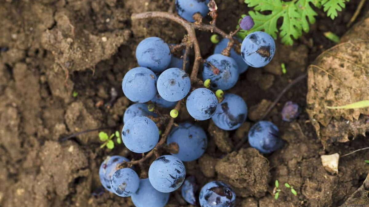 The Most Important Foundation to Grape Vineyards