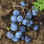 The Most Important Foundation to Grape Vineyards
