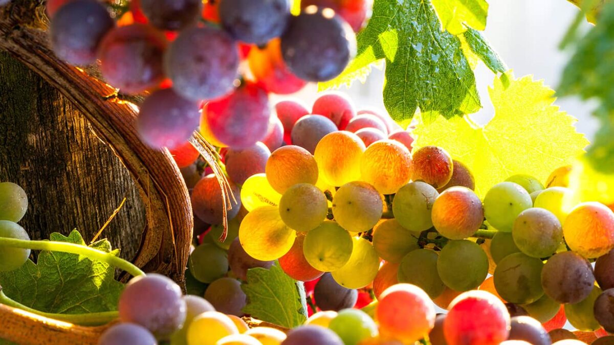 Harvest Season in Wine Country