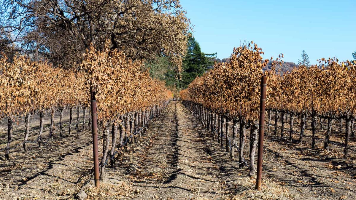 The Effects of Smoke Taint on Vineyards