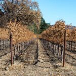 The Effects of Smoke Taint on Vineyards