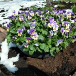 Garden Planter Ideas that are Perfect for Your Next DIY Project!