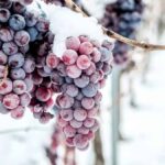 Frost- A Vineyard Owner’s Nightmare