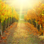 vineyard