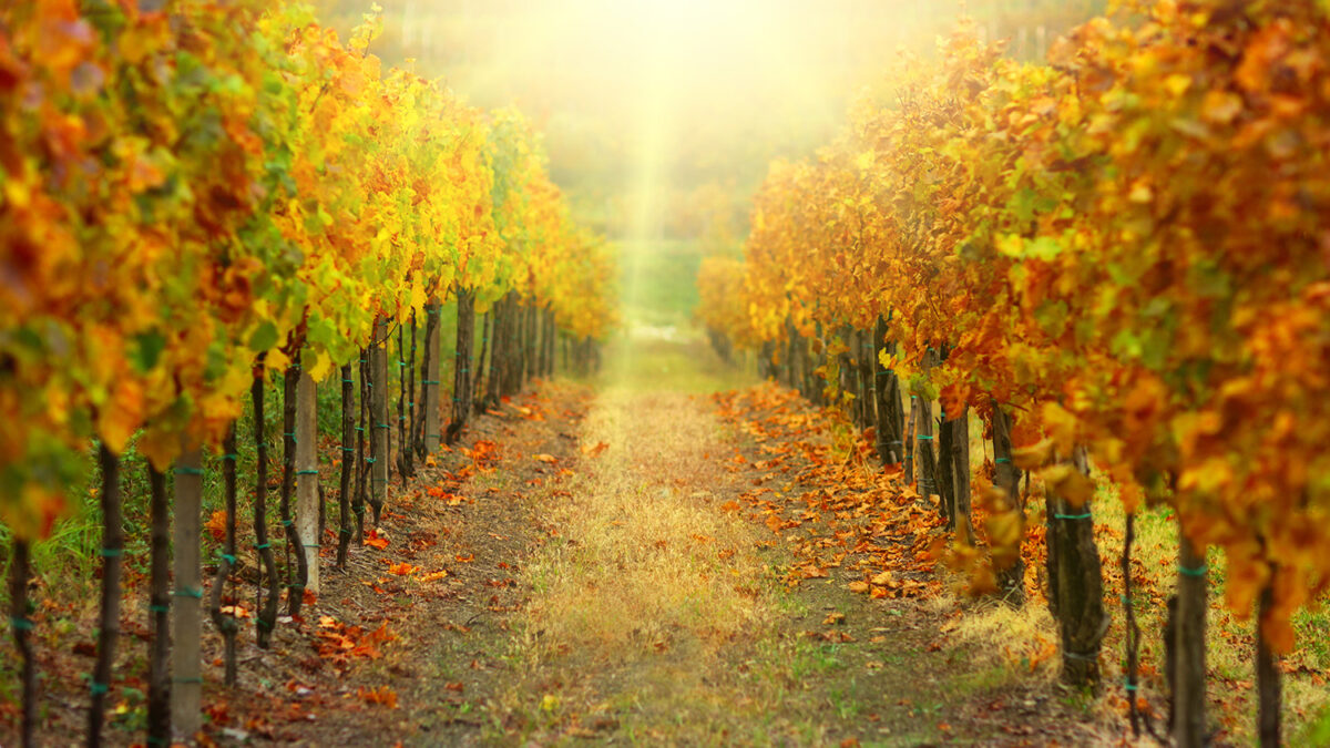 vineyard