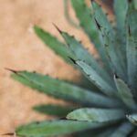 Blue AGAVE