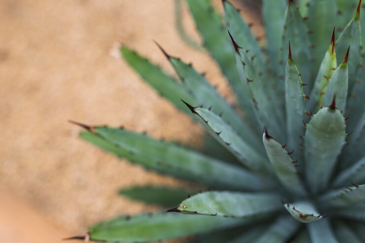 Blue AGAVE